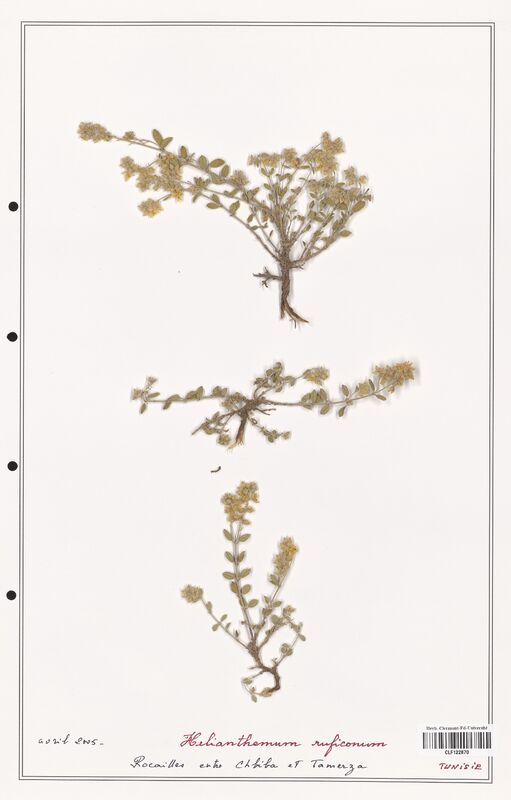 Helianthemum ruficonum  (Cistaceae)