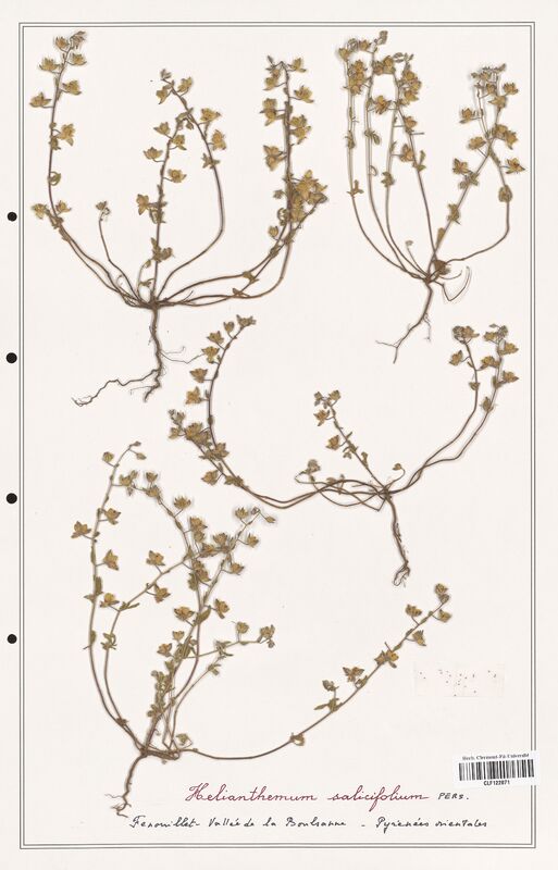 Helianthemum salicifolium  (Cistaceae)