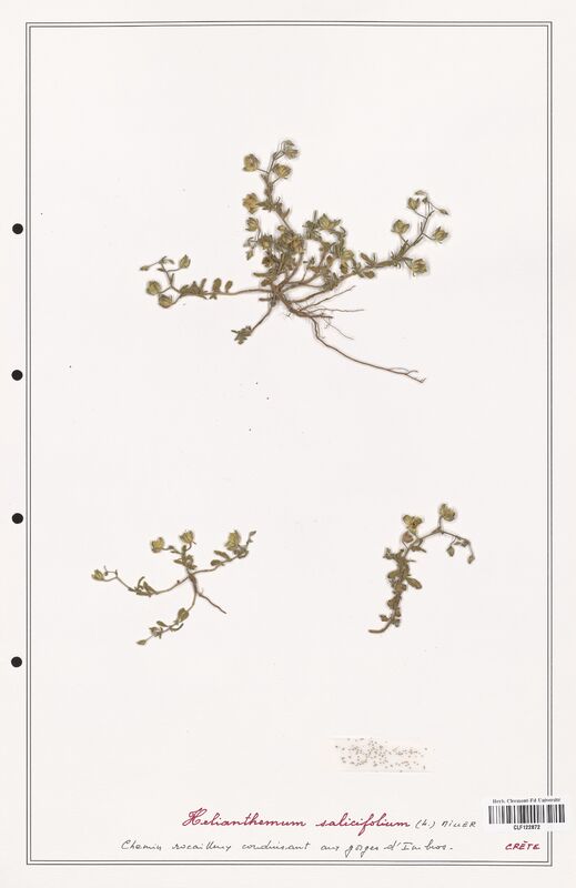 Helianthemum salicifolium  (Cistaceae)