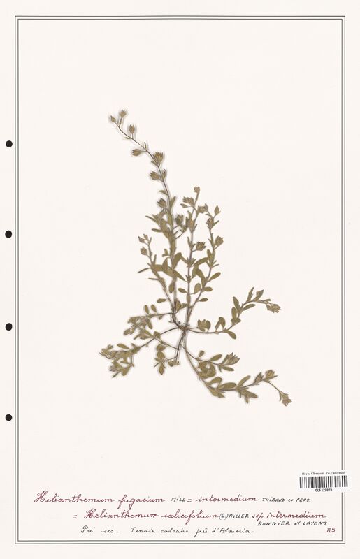 Helianthemum fugacium  (Cistaceae)