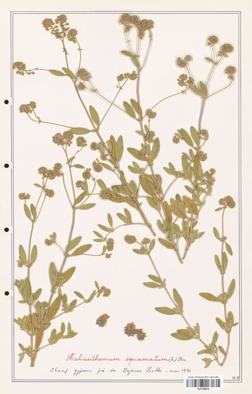 Helianthemum squamatum  (Cistaceae)