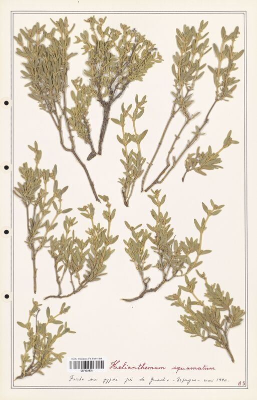 Helianthemum squamatum  (Cistaceae)