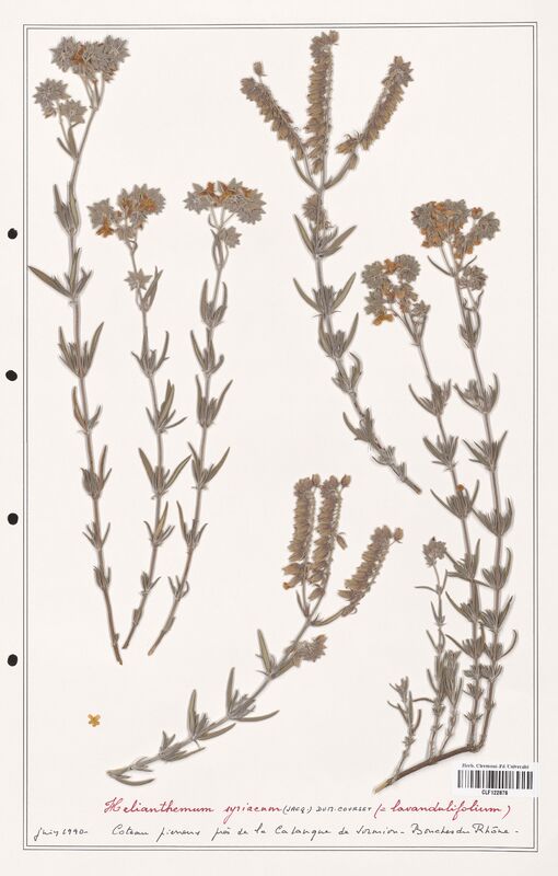 Helianthemum syriacum  (Cistaceae)