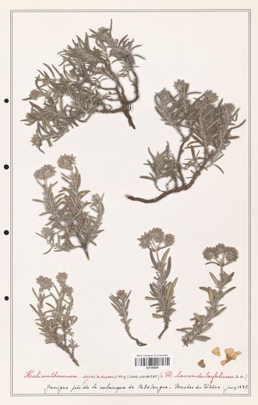 Helianthemum syriacum  (Cistaceae)