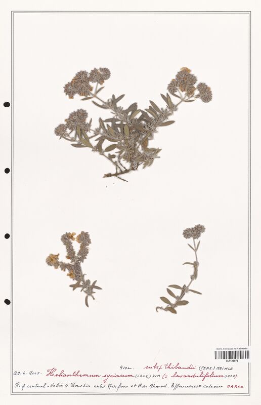 Helianthemum syriacum  (Cistaceae)