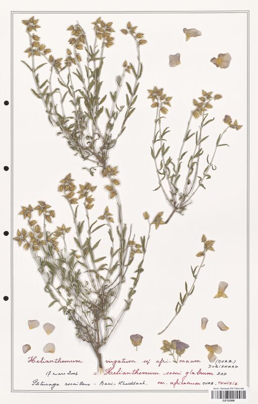 Helianthemum virgatum  (Cistaceae)