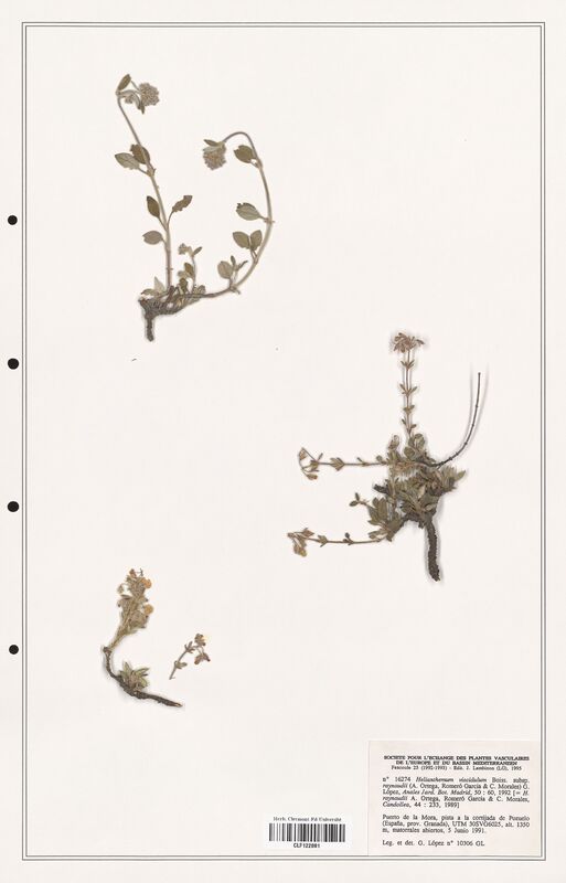 Helianthemum viscidulum  (Cistaceae)