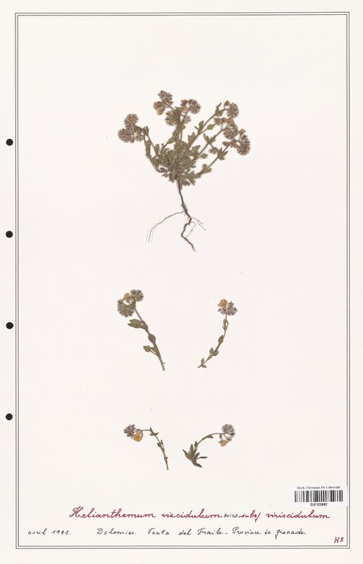 Helianthemum viscidulum  (Cistaceae)