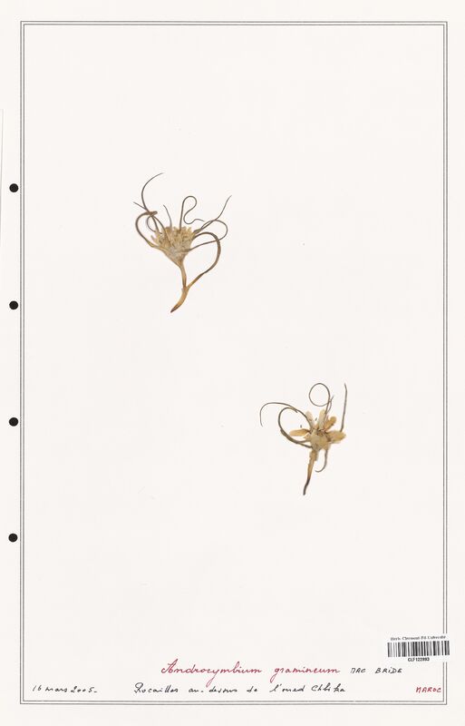 Androcymbium gramineum  (Colchicaceae)