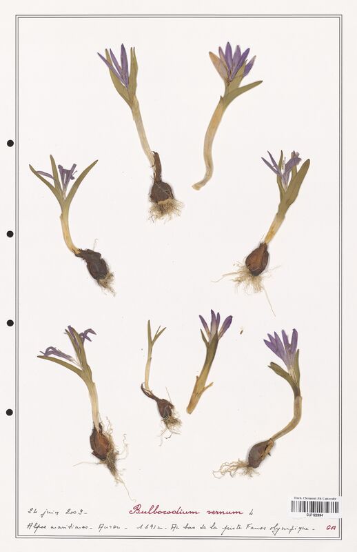 Bulbocodium vernum  (Colchicaceae)