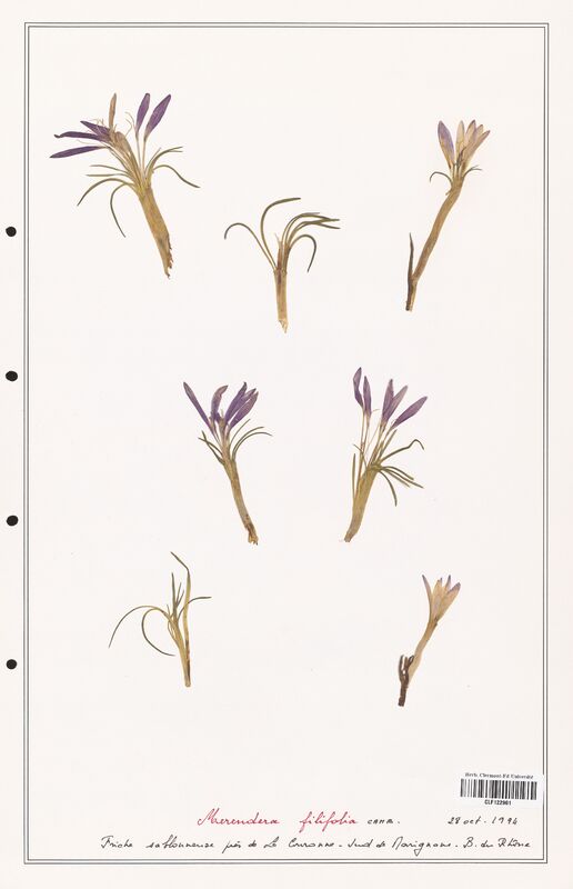 Merendera filifolia  (Colchicaceae)