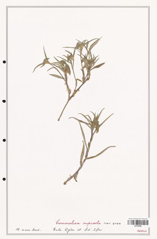 Commelina rupicola  (Commelinaceae)