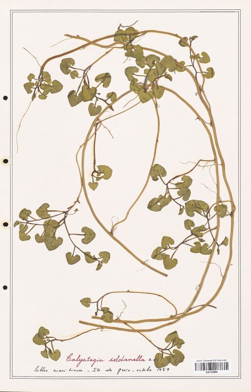 Calystegia soldanella  (Convolvulaceae)