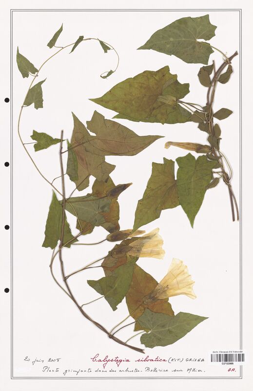 Calystegia silvatica  (Convolvulaceae)