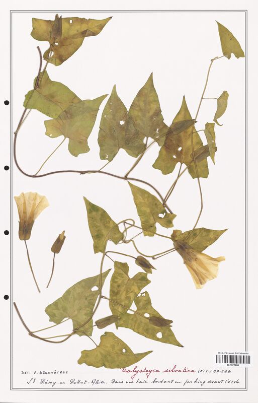 Calystegia silvatica  (Convolvulaceae)