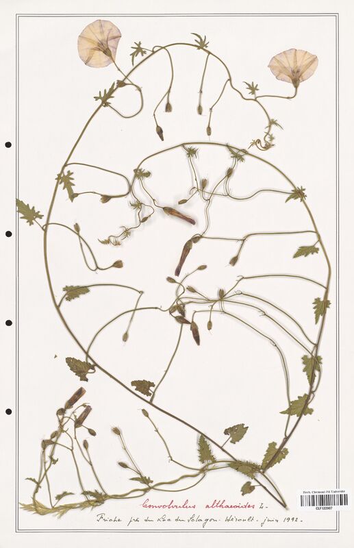 Convolvulus althaeoides  (Convolvulaceae)