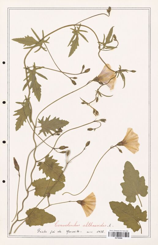 Convolvulus althaeoides  (Convolvulaceae)