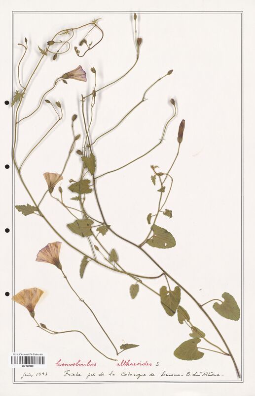 Convolvulus althaeoides  (Convolvulaceae)