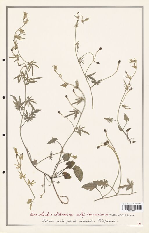 Convolvulus althaeoides  (Convolvulaceae)