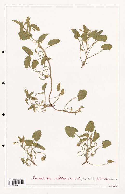 Convolvulus althaeoides  (Convolvulaceae)