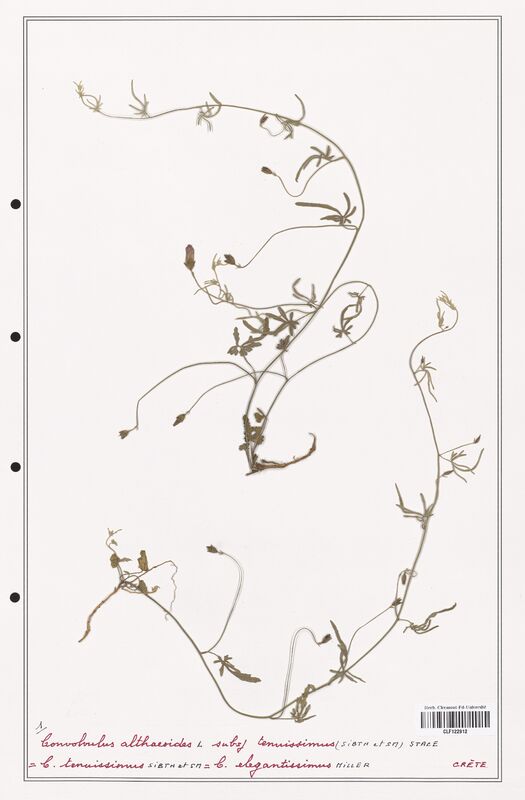 Convolvulus althaeoides  (Convolvulaceae)