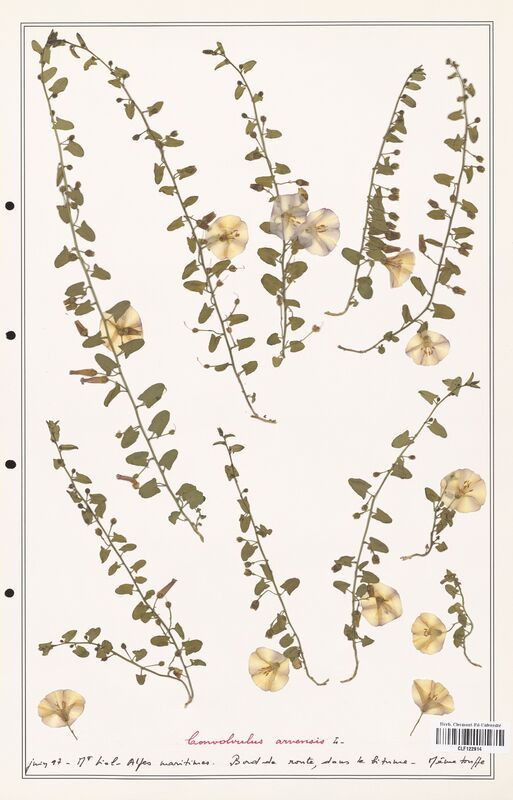 Convolvulus arvensis  (Convolvulaceae)