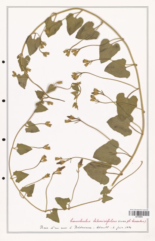 Convolvulus betonicifolius  (Convolvulaceae)