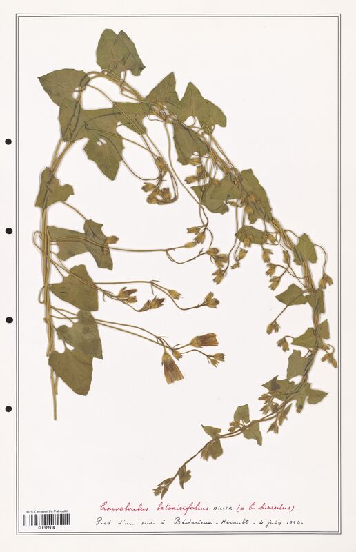 Convolvulus betonicifolius  (Convolvulaceae)