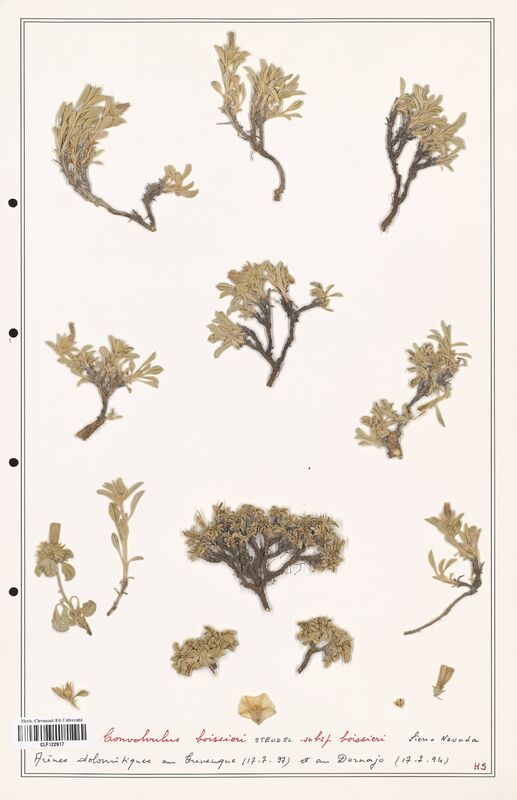 Convolvulus boissieri  (Convolvulaceae)