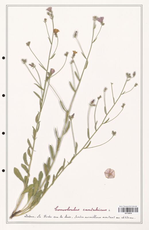 Convolvulus cantabricus  (Convolvulaceae)