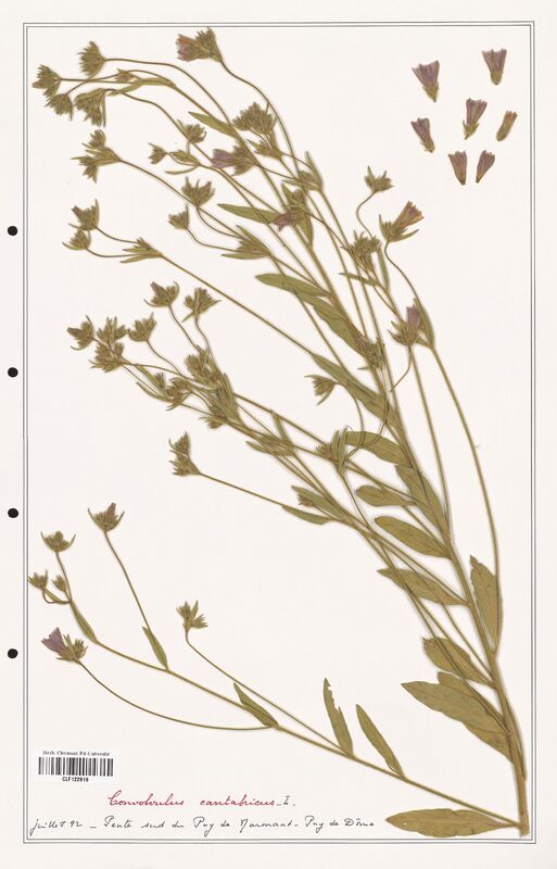 Convolvulus cantabricus  (Convolvulaceae)