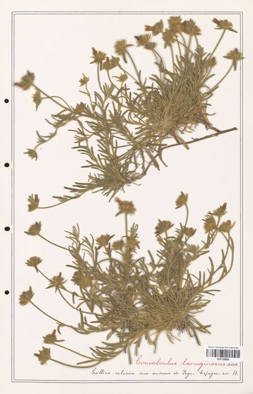 Convolvulus lanuginosus  (Convolvulaceae)