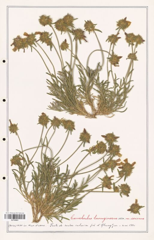 Convolvulus lanuginosus  (Convolvulaceae)