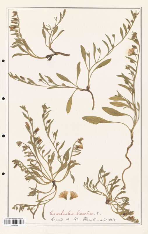 Convolvulus lineatus  (Convolvulaceae)