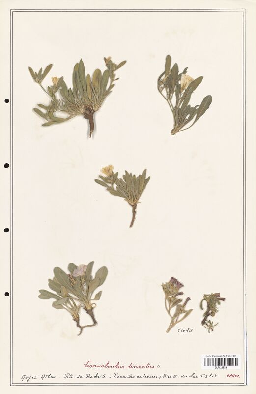 Convolvulus lineatus  (Convolvulaceae)