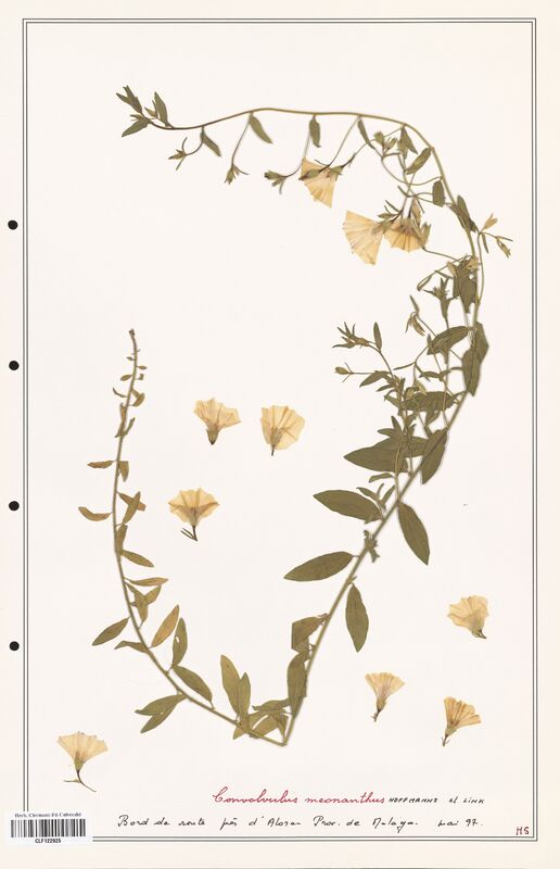 Convolvulus meonanthus  (Convolvulaceae)