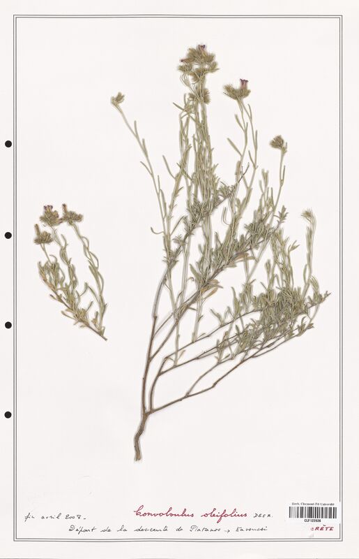 Convolvulus oleifolius  (Convolvulaceae)