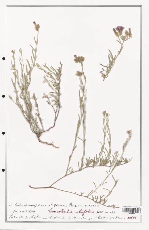 Convolvulus oleifolius  (Convolvulaceae)