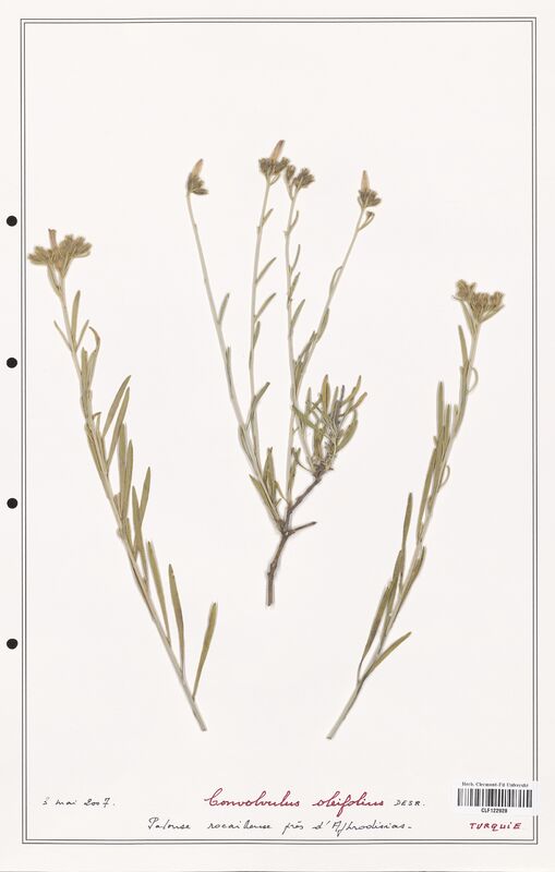 Convolvulus oleifolius  (Convolvulaceae)