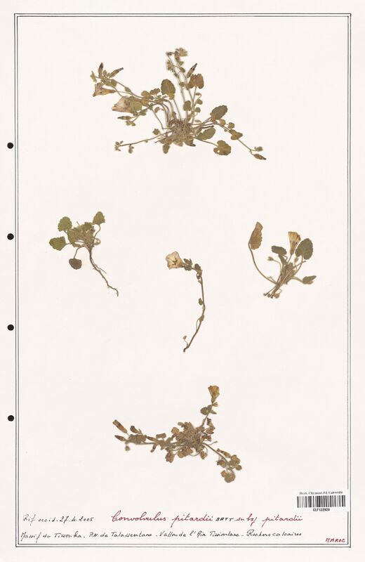 Convolvulus pitardii  (Convolvulaceae)