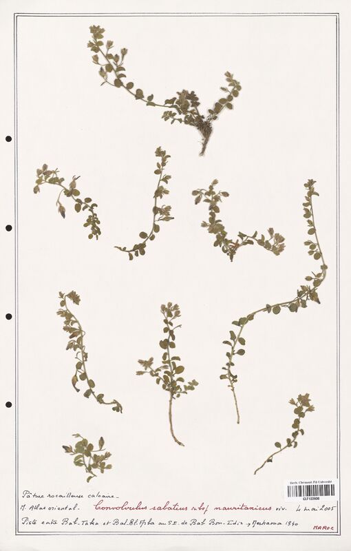 Convolvulus sabatius  (Convolvulaceae)