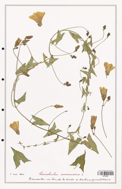 Convolvulus scammonia  (Convolvulaceae)