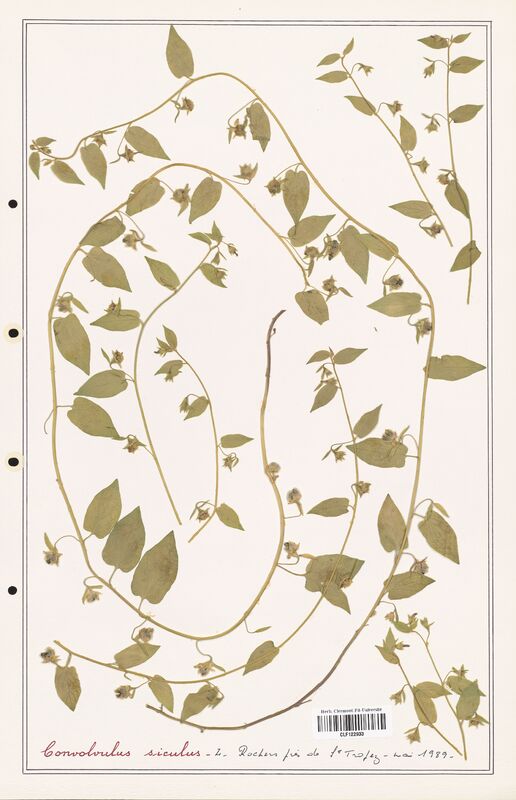 Convolvulus siculus  (Convolvulaceae)