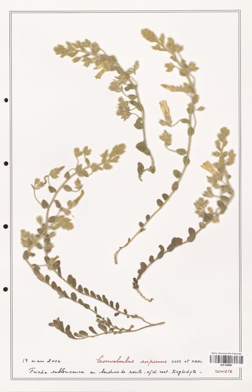 Convolvulus supinus  (Convolvulaceae)