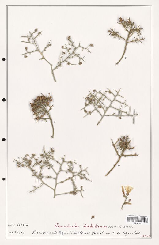 Convolvulus trabutianus  (Convolvulaceae)