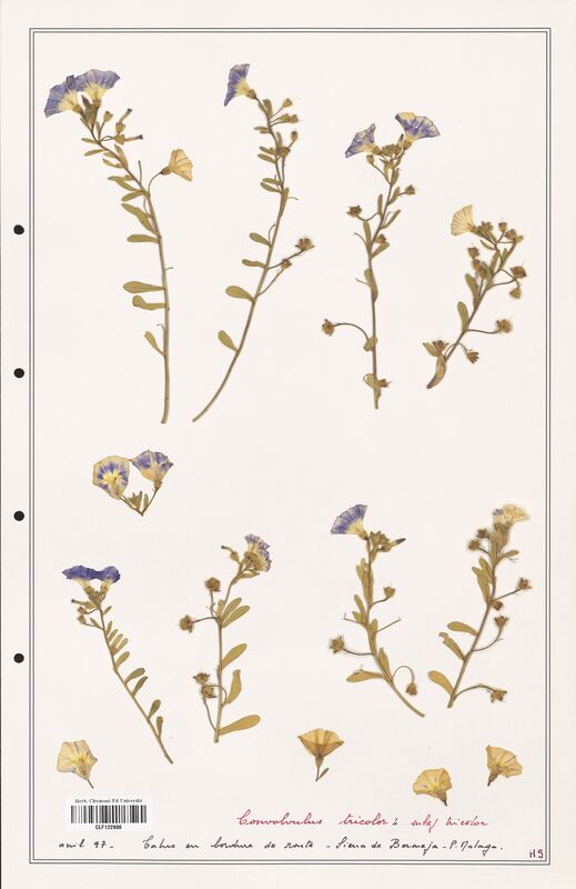 Convolvulus tricolor  (Convolvulaceae)