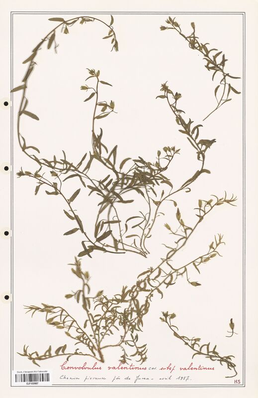 Convolvulus valentinus  (Convolvulaceae)