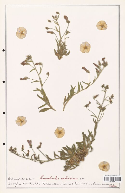 Convolvulus valentinus  (Convolvulaceae)