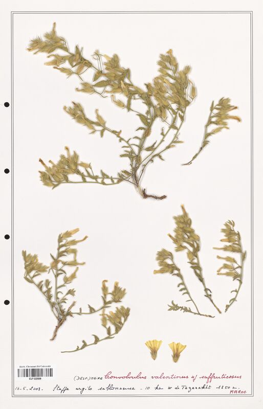 Convolvulus valentinus  (Convolvulaceae)