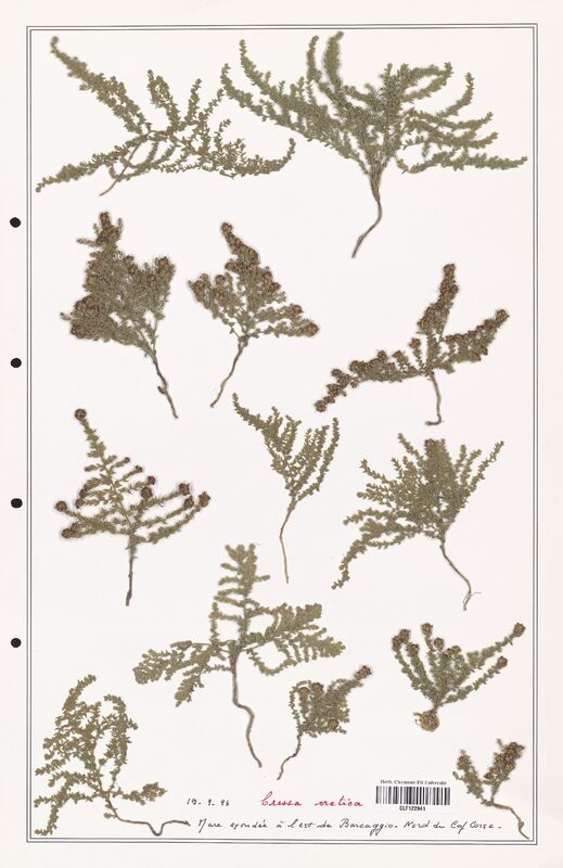 Cressa cretica  (Convolvulaceae)